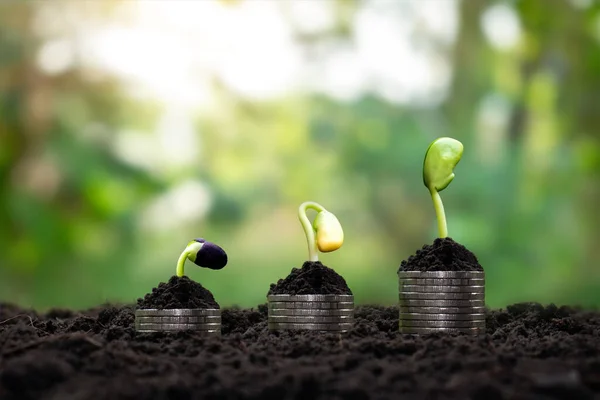 Les Arbres Poussent Avec Argent Sol Fertile Comme Idée Financière — Photo