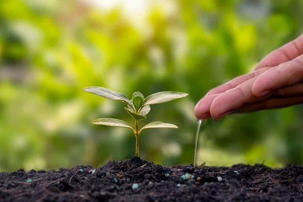 Planting Plants Fertile Soil Watering Plants Planting Ideas — Stock Photo, Image