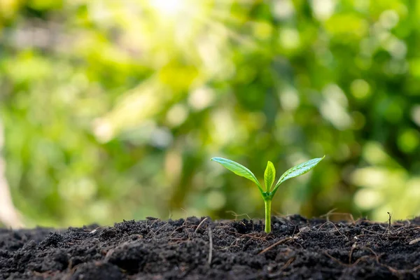 Kleine Bäume Mit Grünen Blättern Natürlichem Wachstum Und Sonnenlicht Das — Stockfoto