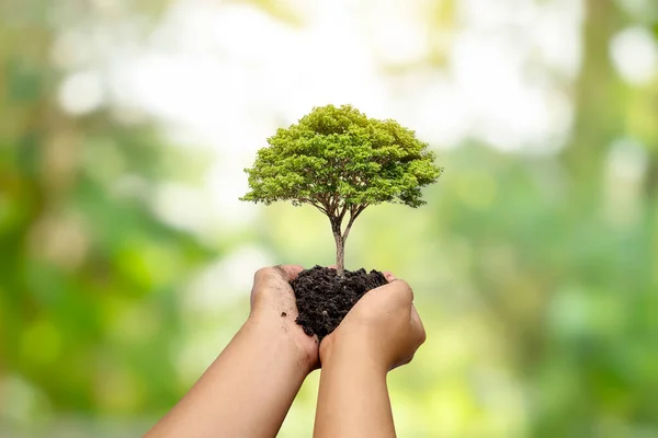Los Árboles Plantan Suelo Manos Humanas Con Fondos Verdes Naturales — Foto de Stock