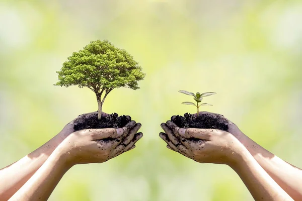 Cambio Mano Sosteniendo Pequeño Árbol Con Mano Gran Árbol Concepto — Foto de Stock