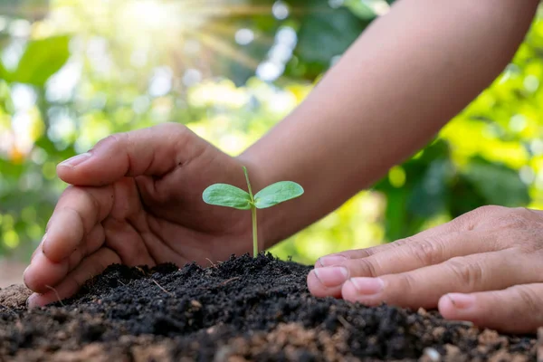 Träd Och Mänskliga Händer Planterar Träd Markbegreppet Återbeskogning Och Miljöskydd — Stockfoto