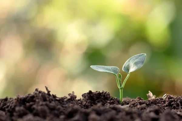 Pequenas Plantas Com Folhas Verdes Crescendo Solo Natural Fundo Natureza — Fotografia de Stock