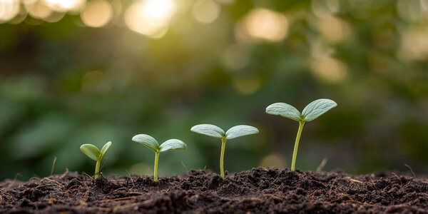 Presentation of plant germination sequence and plant growth concept in the suitable external environment.