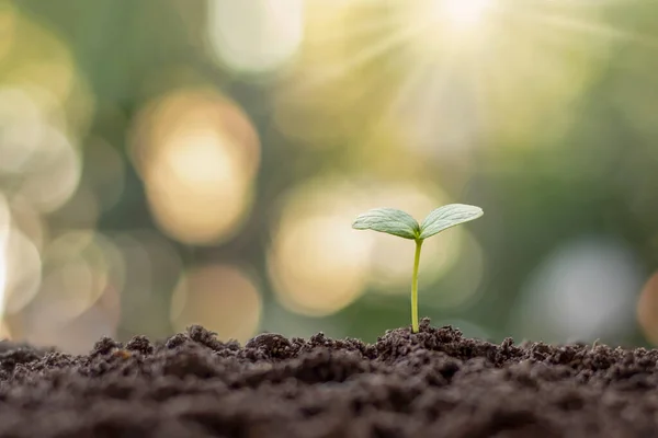 在自然背景下 晨光下在土壤上生长的植物树苗 — 图库照片