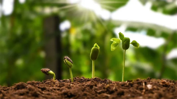 Concept Plant Growth Cropping Trees Growing Fertile Soils Respectively Germination — Stock Photo, Image