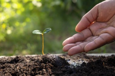 Tohumlardan büyüyen yeni yaşam bitkileri verimli topraklarda ve iyi ellerle bitkileri suluyor..