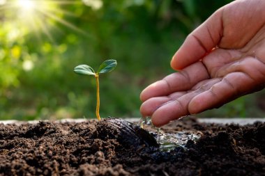 Bereketli topraklardaki tohumlardan büyüyen yeni yaşam bitkileri ve ağaçları sulayan çiftçilerin elleri, bitki gübreleme kavramı..