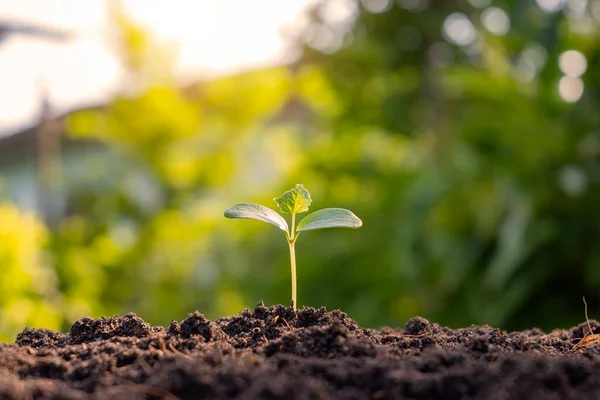 Small Trees Green Leaves Natural Growth Sunlight Concept Agriculture Sustainable — Stock Photo, Image