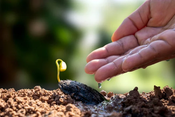 Novas Plantas Vivas Que Crescem Partir Sementes Solo Fértil Mãos — Fotografia de Stock