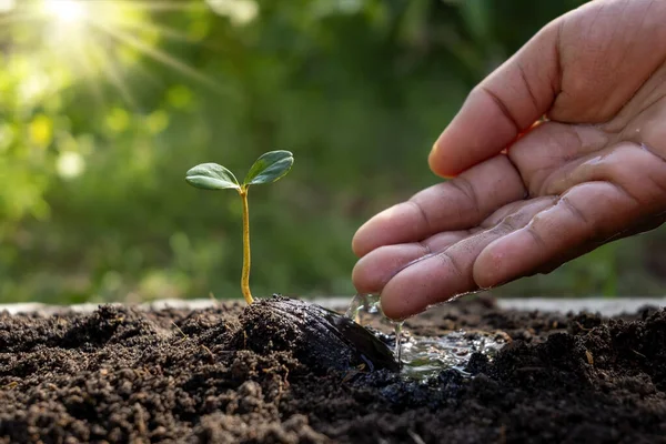 Novas Plantas Vivas Que Crescem Partir Sementes Solo Fértil Mãos — Fotografia de Stock