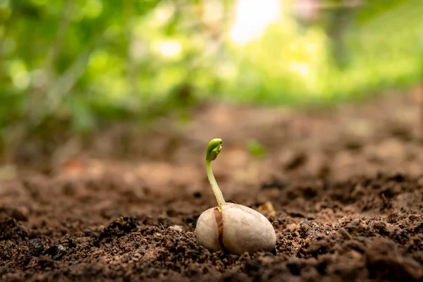 Neues Leben Pflanzen Wachsen Aus Samen Auf Fruchtbarem Boden Pflanzenwachstumskonzept — Stockfoto