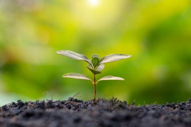 Yeşil yapraklı küçük ağaçlar, doğal büyüme ve güneş ışığı, tarım ve sürdürülebilir bitki büyümesi kavramı.