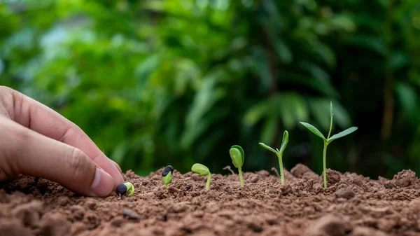 Plantio Plantas Solo Ordem Germinação Crescimento Plantas Plantação Manual Plantas — Fotografia de Stock