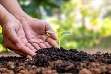 Ağaçlar toprağa ekilir ve insanların elleri ağaçlarla ilgilenir ve onları korur. Dünya Günü konsepti ve küresel ısınma kampanyası