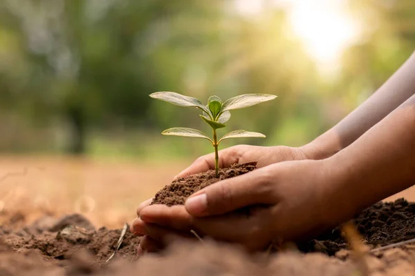 Mão Agricultor Plantio Mudas Solo Reflorestamento Conceito Remediação Ambiental — Fotografia de Stock