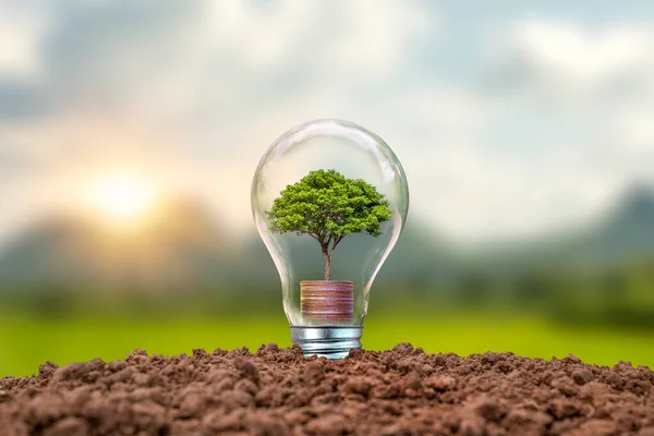 Tree Growing Coins Bulbs Including Sunset Background Energy Saving Concept — 스톡 사진