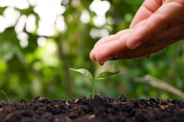 Bakım ve sulama bebek bitkileri verimli topraklarda yetişiyor ve bulanık yeşil arka planda..
