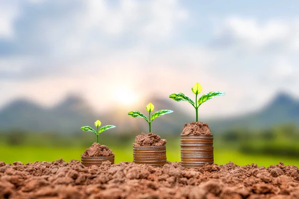 Monedas Plantas Plantadas Pilas Monedas Suelo Ideas Para Ahorrar Dinero — Foto de Stock