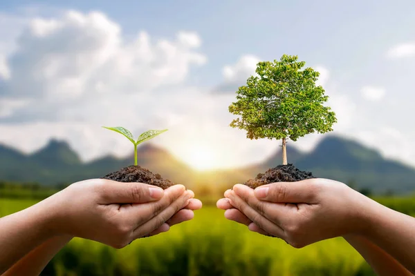 Cambio Mano Sosteniendo Pequeño Árbol Con Mano Gran Árbol Concepto — Foto de Stock