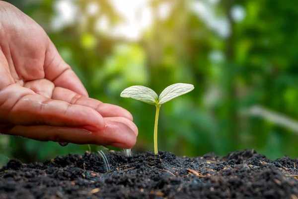 Manutenção Plantas Rega Mudas Crescendo Solo Fértil Ideias Agrícolas Plantas — Fotografia de Stock