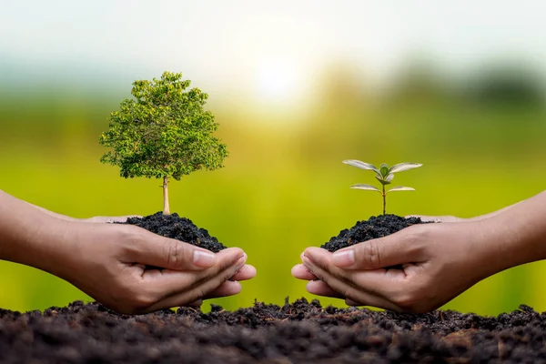 Dos Agricultores Están Plantando Plántulas Suelo Fondo Verde Está Borroso — Foto de Stock