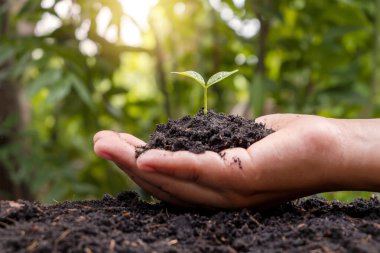 Dünya Çevre Günü ve yeniden ağaçlandırma kavramı çevreyi kurtarıyor. Toprağa dikmek için küçük bir ağacı elle tutan bir kız eliyle.
