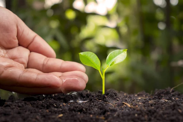 Fermierii Udă Plantele Mici Manual Conceptul Ziua Mondială Mediului — Fotografie, imagine de stoc