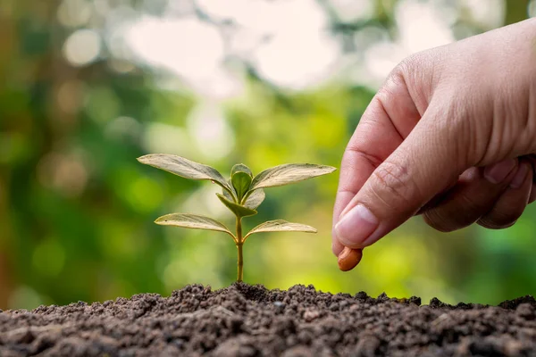 Mãos São Plantio Sementes Solo Crescimento Plantas Plantio Manual Conceito — Fotografia de Stock