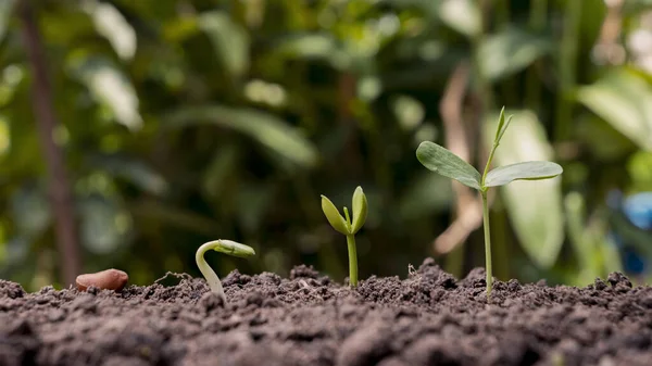 Presentazione Della Sequenza Germinazione Delle Piante Del Concetto Crescita Delle — Foto Stock