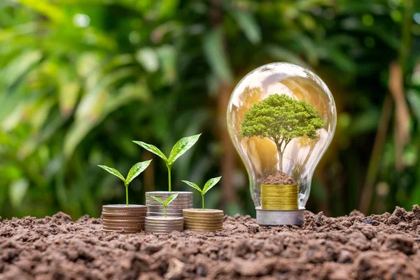 Trees grow on coins in energy-saving light bulbs, energy saving and environmental concepts on earth day.
