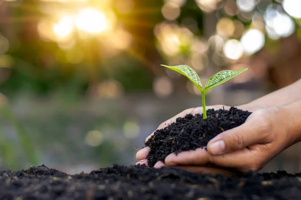 Manos Humanas Plantando Plantones Árboles Suelo Concepto Del Día Tierra — Foto de Stock