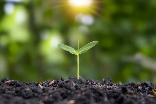 Sadzonki Uprawiane Żyznej Gleby Poranne Słońce Świeci Rośliny Koncepcja Równowagi — Zdjęcie stockowe