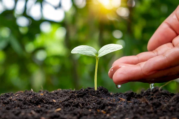 Mãos Nutrindo Plantas Regando Plantas Bebê Que Crescem Naturalmente Solo — Fotografia de Stock