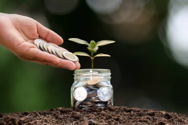 Büyüyen bir filizle cam kavanoza bozuk para koyan bir el. İş büyümesi ve finansal yatırım kavramı ve sürdürülebilir yatırım ve yeşil ekonomi kavramı..