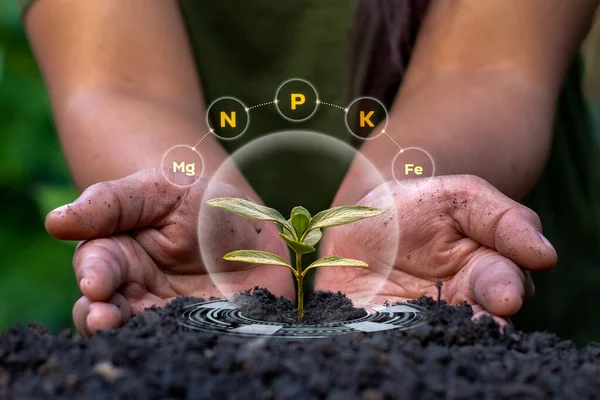 Çiftçi elleri genç bitkiyi dijital NPK besin ve mineral grafiğiyle koruyor, Akıllı tarım ve sürdürülebilir tarım teknolojisi kavramı.