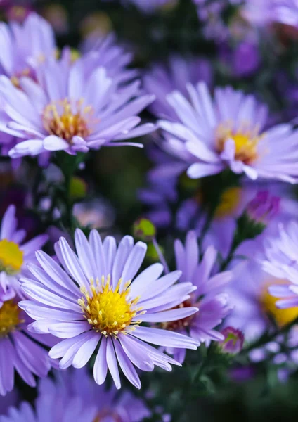 美しい青の花 サファイアMis — ストック写真