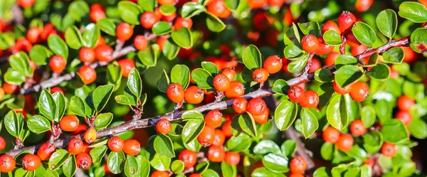 Många Röda Frukter Grenarna Cotoneaster Horizontalis Buske Trädgården Hösten Naturlig — Stockfoto