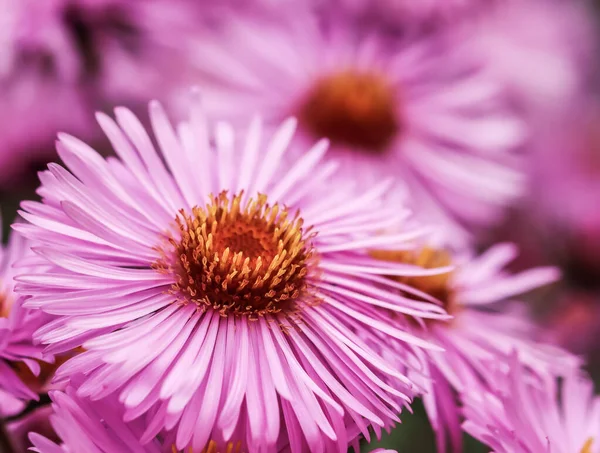 Όμορφα Ροζ Λουλούδια Του Φθινοπώρου Aster Στον Κήπο — Φωτογραφία Αρχείου