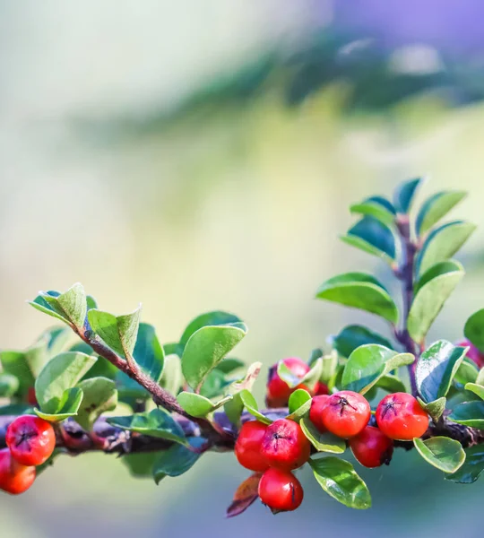 Många Röda Frukter Grenarna Cotoneaster Horizontalis Buske Trädgården Hösten Naturlig — Stockfoto