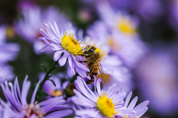 Bei Fiori Blu Zaffiro Mis — Foto Stock