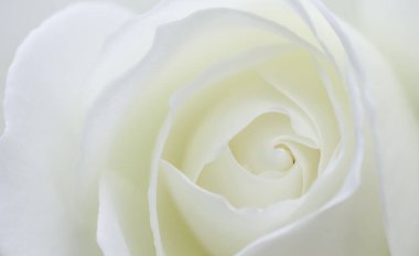 Soyut çiçek arkaplanı, beyaz gül yaprakları. Tatil tasarımı için Macro çiçek arkaplanı. Yumuşak odak.