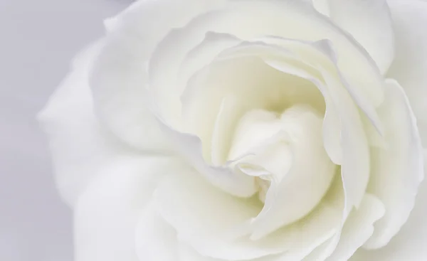 Abstract Bloemen Achtergrond Witte Roos Bloemblaadjes Macro Bloemen Achtergrond Voor — Stockfoto