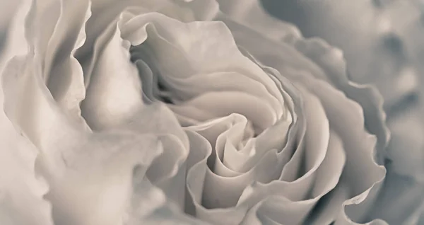 Abstrakter Floraler Hintergrund Weiße Rosenblütenblätter Makroblumen Hintergrund Für Urlaubsdesign Weicher — Stockfoto