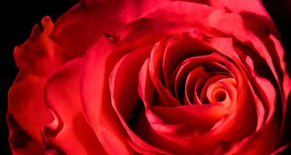 Botanisches Konzept Einladungskarte Weicher Fokus Abstrakter Floraler Hintergrund Rote Rosenblüte — Stockfoto