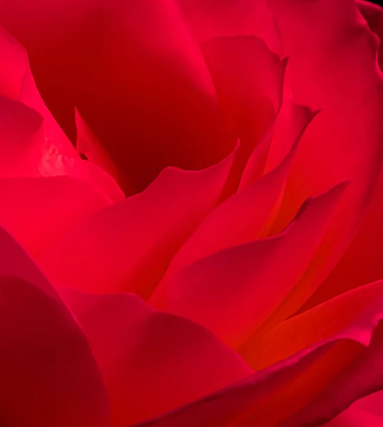 Botanical Concept Invitation Card Soft Focus Abstract Floral Background Red — Stock Photo, Image