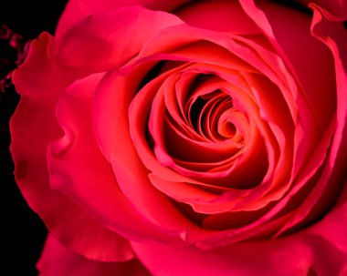 Botanik konsepti, davetiye kartı yumuşak odak noktası, soyut çiçek arkaplanı, kırmızı gül çiçeği. Tatil markası tasarımı için Macro çiçek arkaplanı