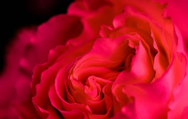 Botanisches Konzept Einladungskarte Weicher Fokus Abstrakter Floraler Hintergrund Rote Rosenblüte — Stockfoto
