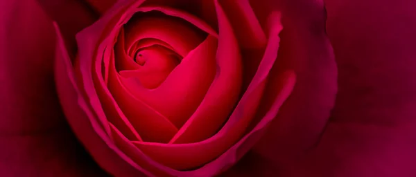 Botanisches Konzept Einladungskarte Weicher Fokus Abstrakter Floraler Hintergrund Rote Rosenblüte — Stockfoto