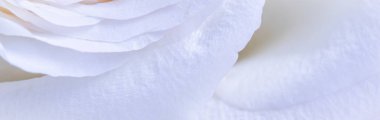Soyut çiçek arkaplanı, beyaz gül yaprakları. Tatil tasarımı için Macro çiçek arkaplanı. Yumuşak odak.